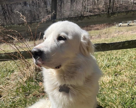 Molly’s Mission: From Rescue to Guardian